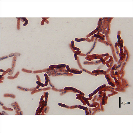 Bacillus megaterium BM-706