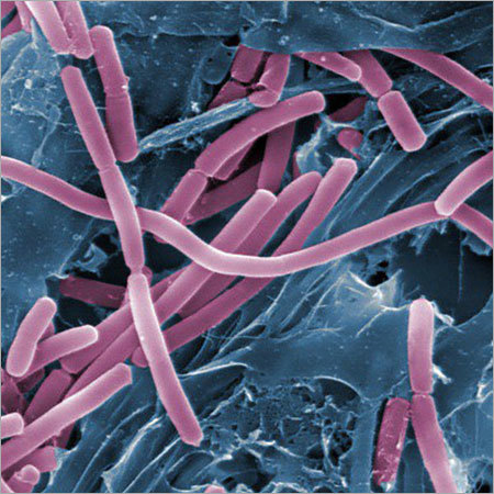 Bacillus pumilus BPM-705
