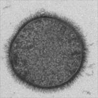Bacillus Subtilis Bs-702 (atcc 11774)