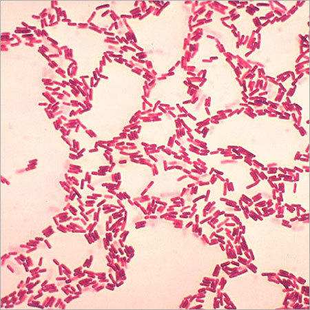 Bacillus coagulans ILactobaciIIus Sporogenes BC-701 (ATCC 31284)