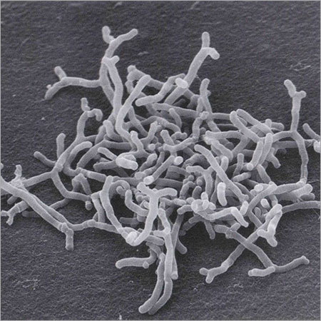 Bifidobacterium longum BL-212