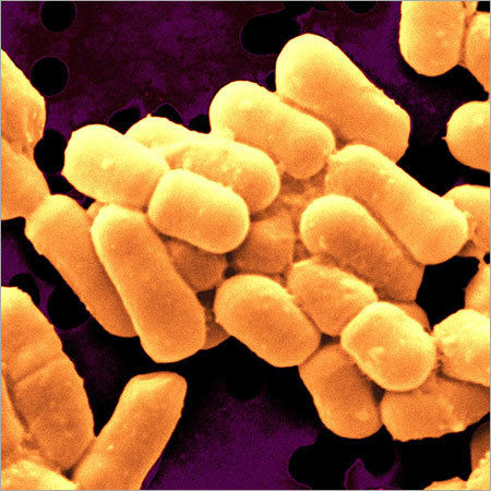 Lactobacillus Fermentum Lf-107 (Mtcc 8711)