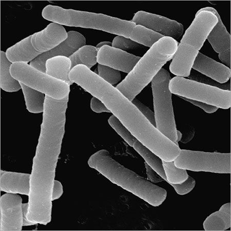 Lactobacillus Helveticus Lh-108 (Mtcc 5463)