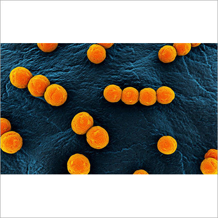 Enterococcus faecium EF 302
