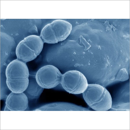 Lactococcus Lactis Lcl 304 (Atcc 19435)