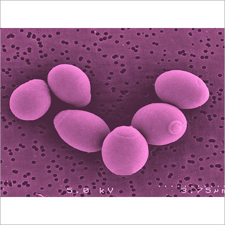 Saccharomyces boulardii SB 801 (MTCC MYA-796)