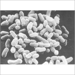 Propionibacterium freudenreichi PF 402 (MTCC 1371)