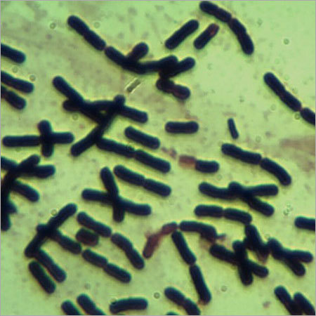 Clostridium butyricum CB-401 (MTCC 5399)