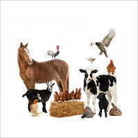 Lipase Ingredients: Not Mentioned