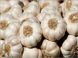 Garlic