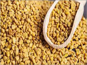 Fenugreek Seed / Methi Seeds