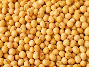 Soybean