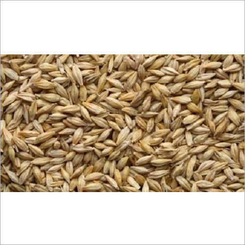 Barley Grain Shelf Life: 3 Years