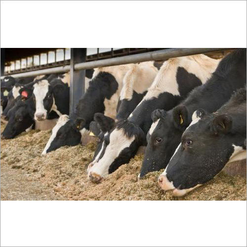 Cattle Feed