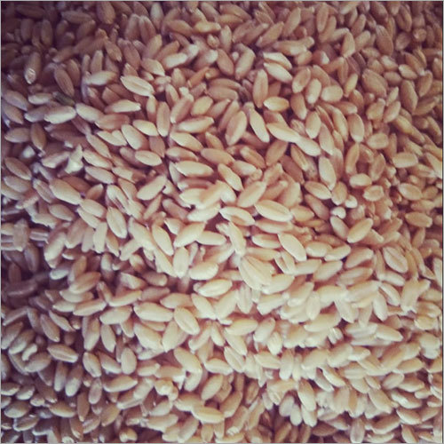 Organic Wheat