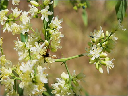Moringa Stenopetala