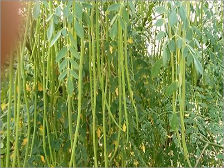 Moringa Fruit Drumstick Powder