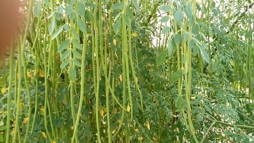 Moringa Leaf Powder Ingredients: Herbs