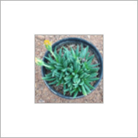 Bergeranthus Plant