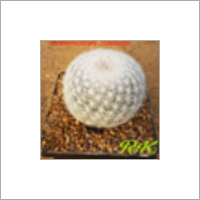 Mammillaria Candida Plant - Bluish Green Short Spherical Stems Up to 30 Cms | Ideal for Rocky Soils, 10-Year Shelf Life, Abundant Spines