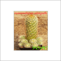 Mammillaria Elongata Plant - Elongated Finger-Like Stems 10cm Long | Vibrant Color Variations, Small Bell-Shaped Flowers with Pink Stripes
