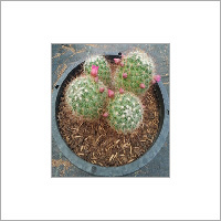 Rebutia Minuscula Plant - Fibrous Clumpy Stem Structure, Stiff Whitish Spines, Prolific Bloomer, Easy to Cultivate in Mineral Mix