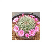 Mammillaria Spinosissima Plant - Cylindrical Dark Blue Stem, 7-50 cm Long | Attractive Rust-Colored Spines, Ideal for Nurseries and Collections