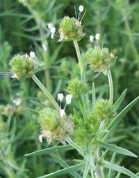 Psyllium Husk Plant