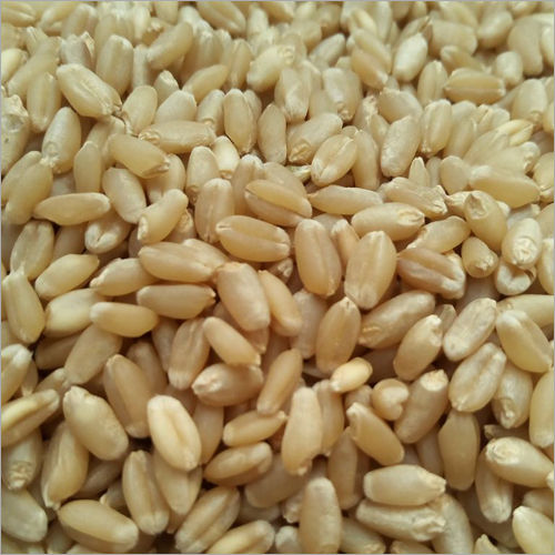 Wheat Grains