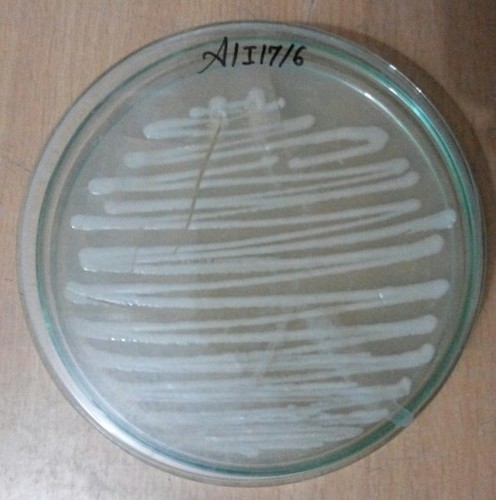 Zinc Solubilizing Bacteria