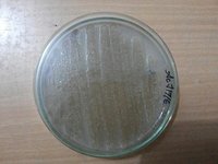 Potash Solubilizing Bacteria
