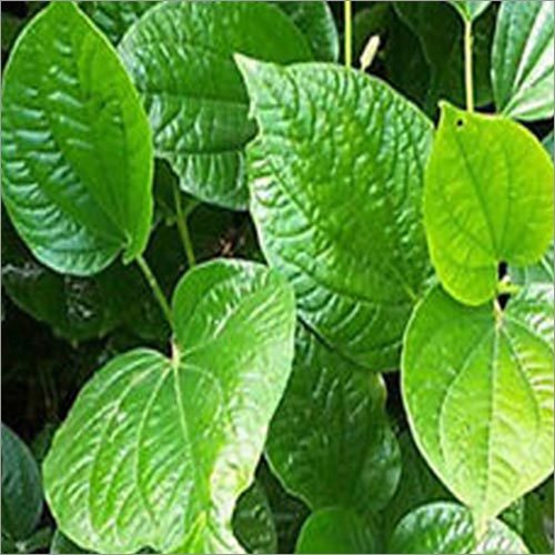 Betel Leaves Mitha