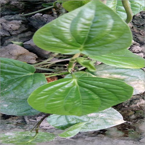 Betel Vine Leaves