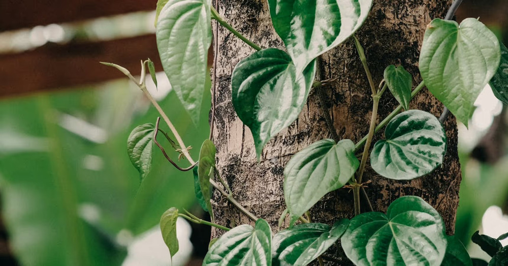 Betel Vine Leaves