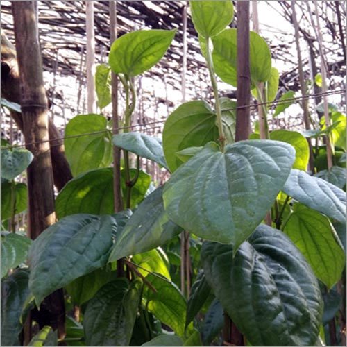 Betel Paan