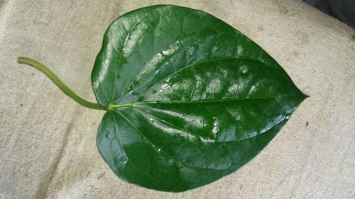 Green Betel Leaves