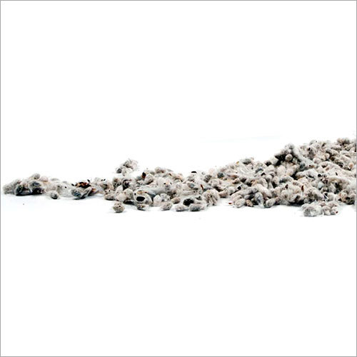 Cotton Seed