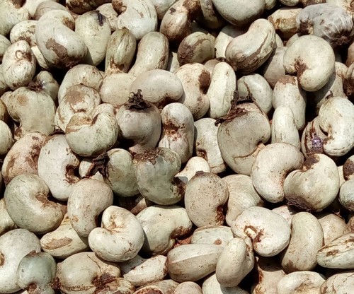 Raw Cashew Nut Processing Type: Fresh
