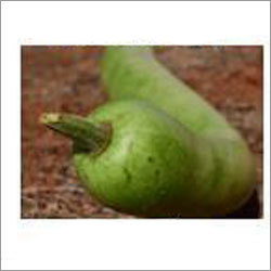 Fresh Bottle Gourd