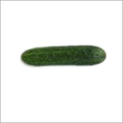 Fresh Cucumber