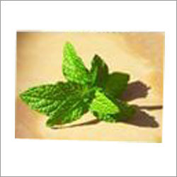 Fresh Mint