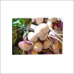 Fresh Turnip
