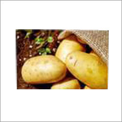 Potato