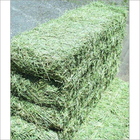 Alfalfa Hay