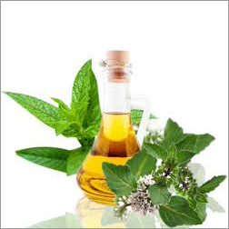 Mentha Arvensis Oil