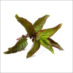 Peppermint Oil BP (Indian Piperita)