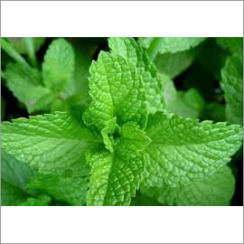 De mentholised Mint Oil
