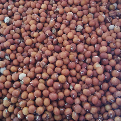 Toor Seeds