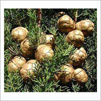 Ambrette Seed Oil Age Group: Old Age