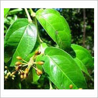Cubeb Oil Cas No: 89007-87-2.